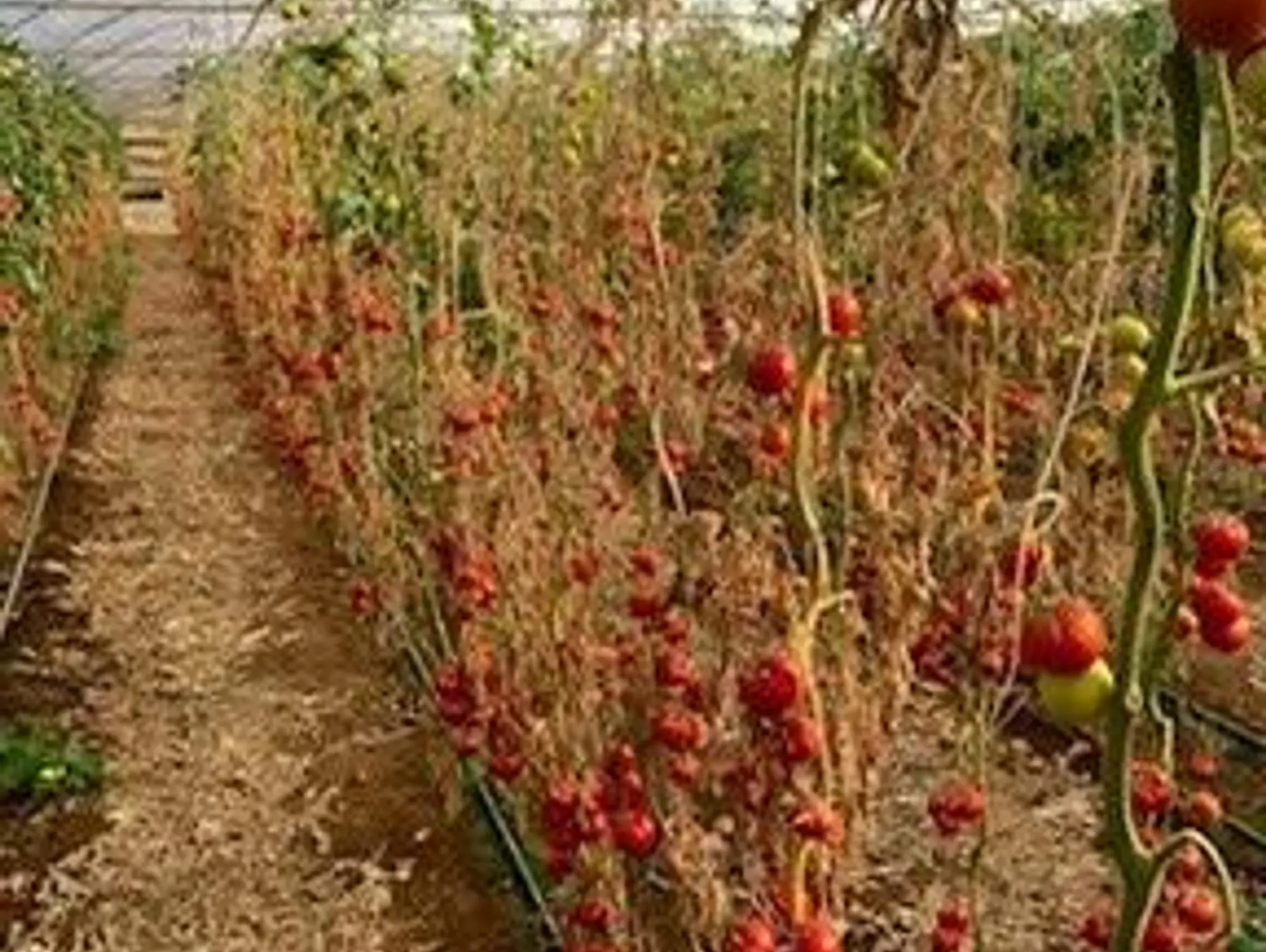 GREENHOUSE TOMATO PRODUCTION VERTICILLUM & FUSARIUM WILT CONTROL