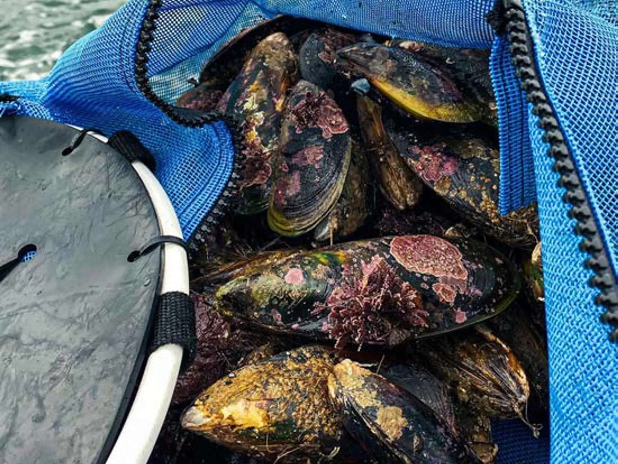 Ministry Notebook: SHELLFISH OFFENDING