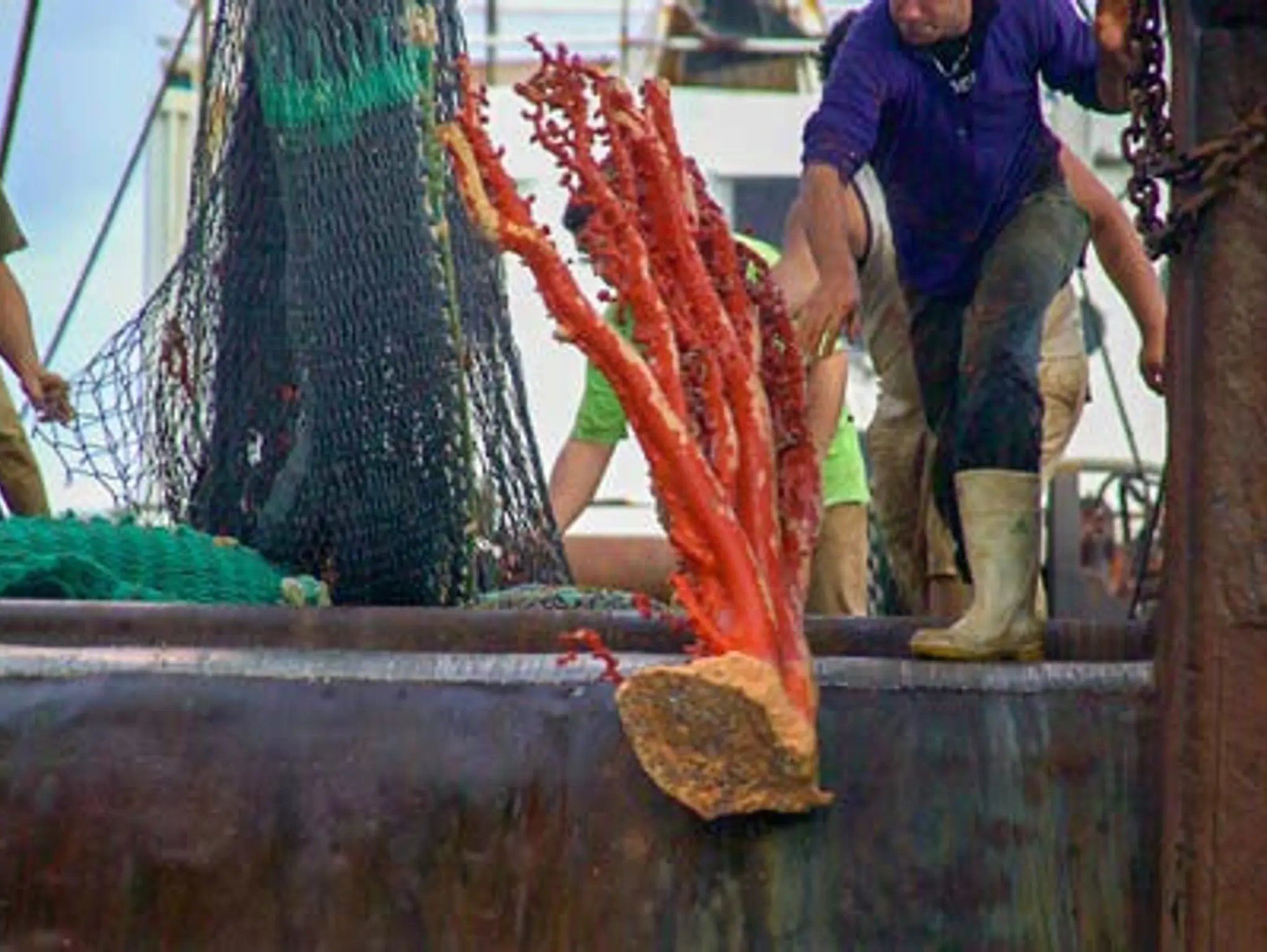 THE CORAL COST TO BOTTOM TRAWLING