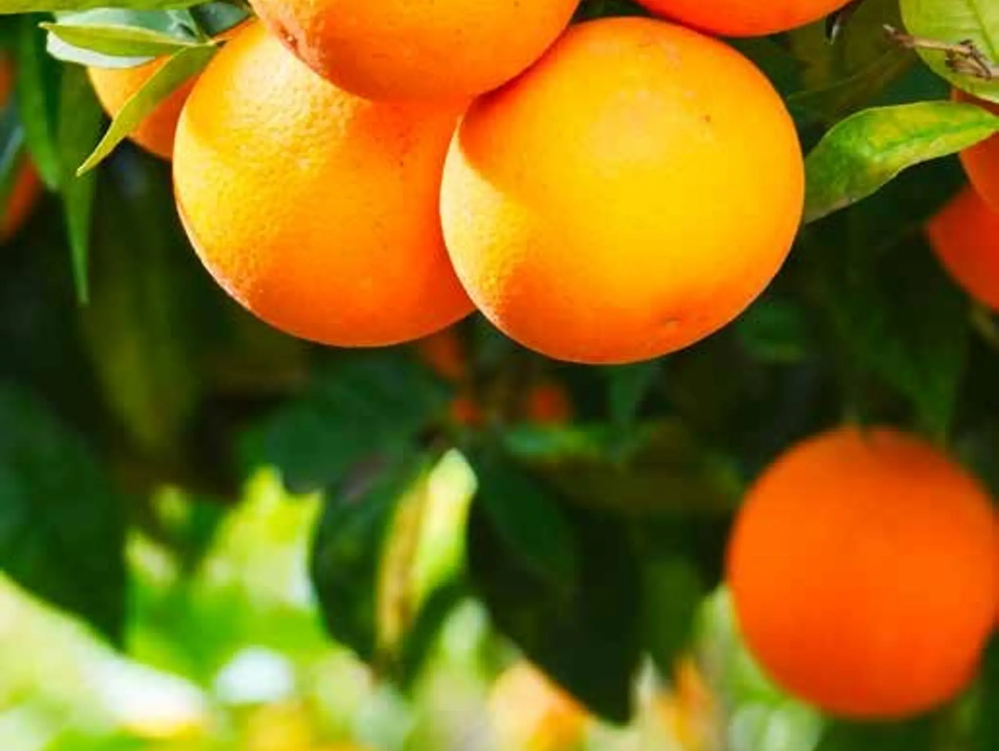 WA CITRUS Report