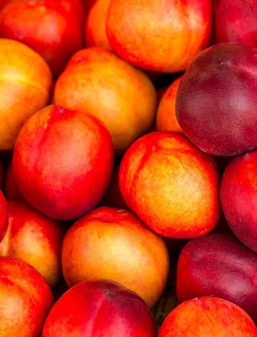STONEFRUIT WA Report