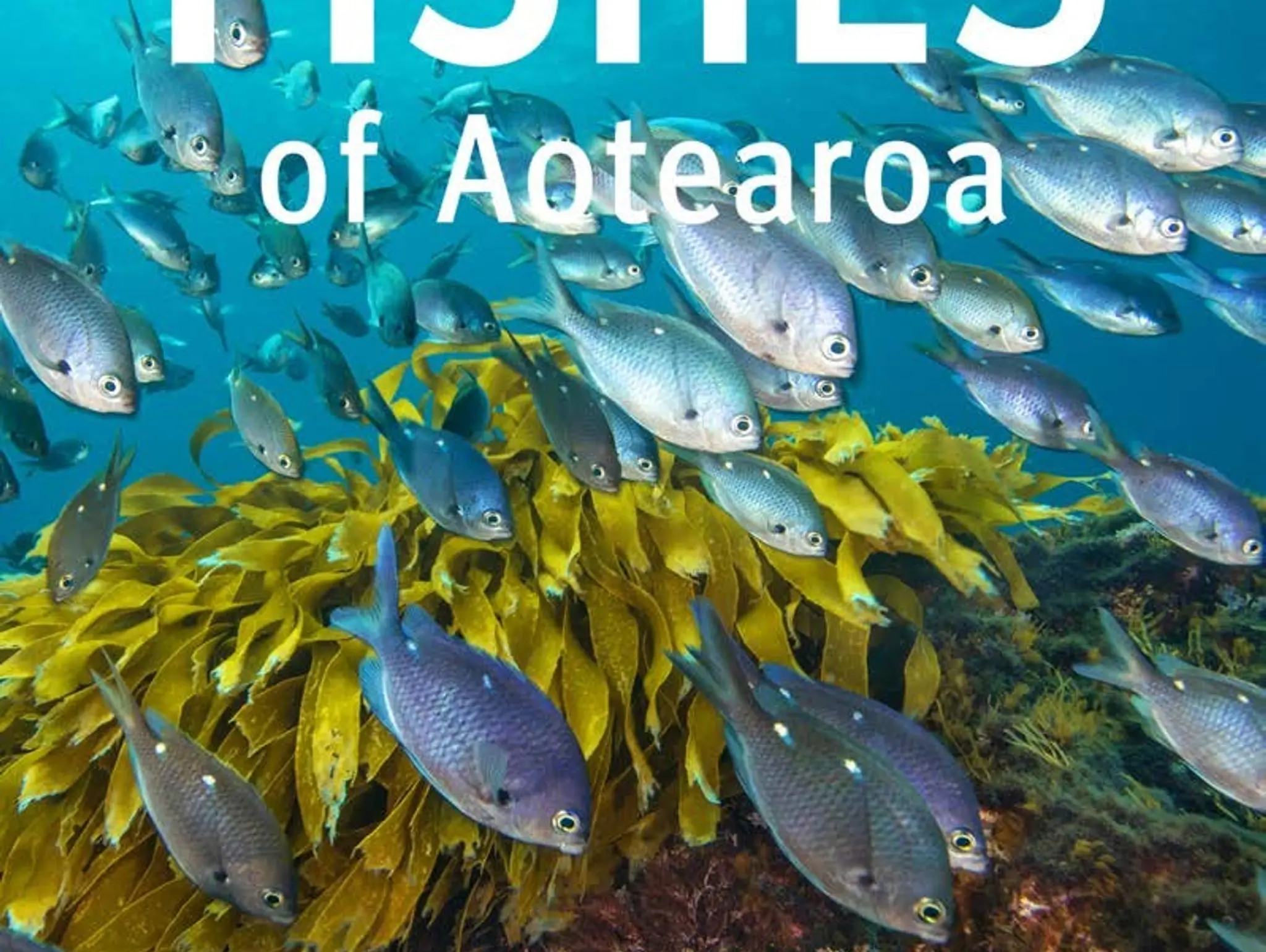 FISHES OF AOTEAROA BY PAUL CAIGER