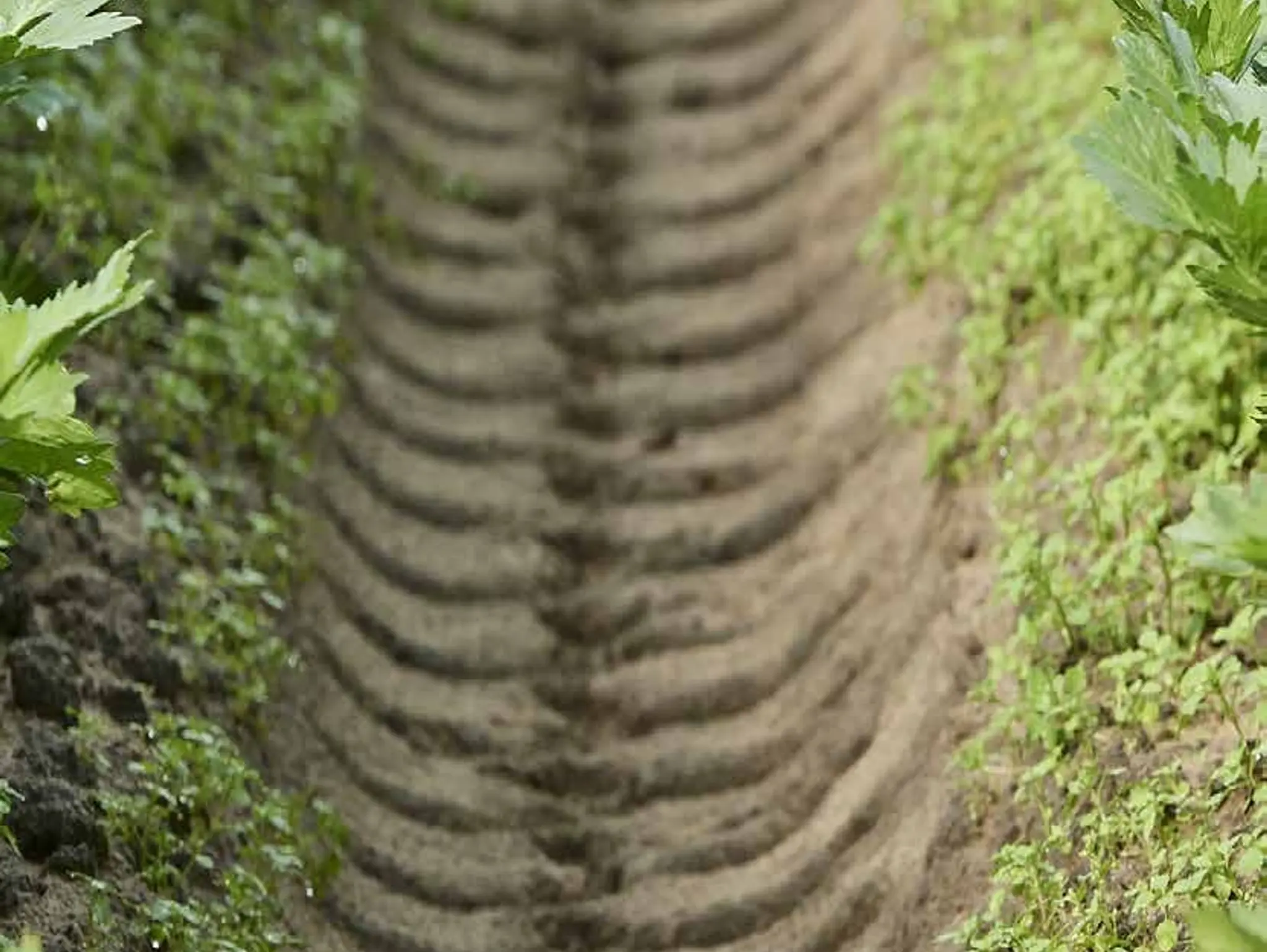 What price carbon farming?