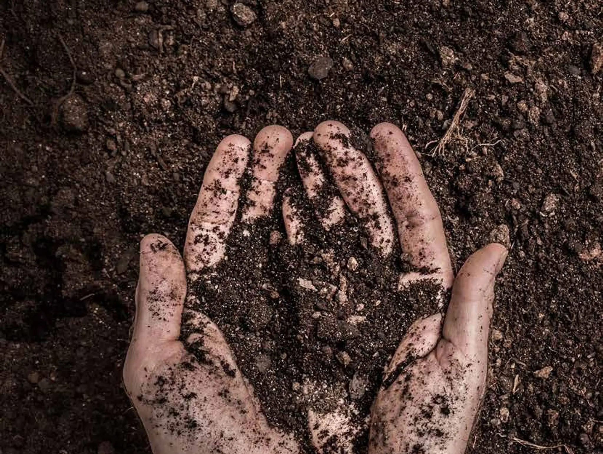 Dishing THE DIRT
