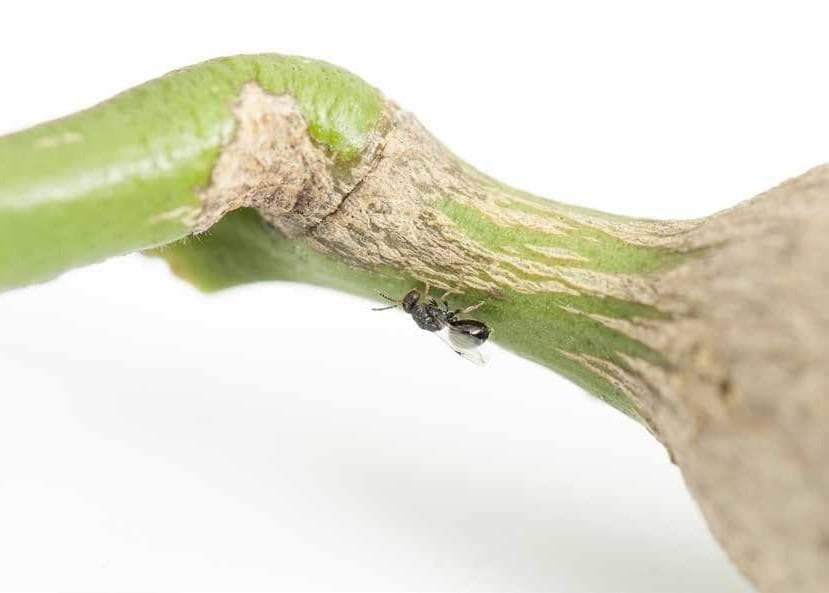 Get the goss on GALL WASP