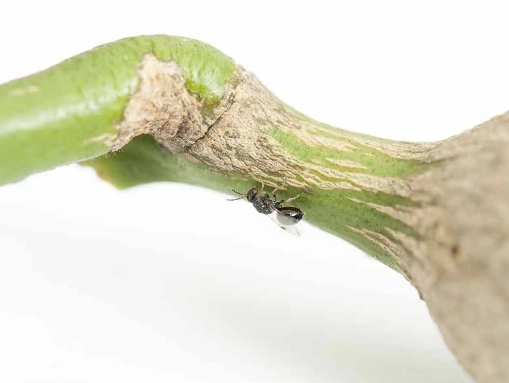 Get the goss on GALL WASP