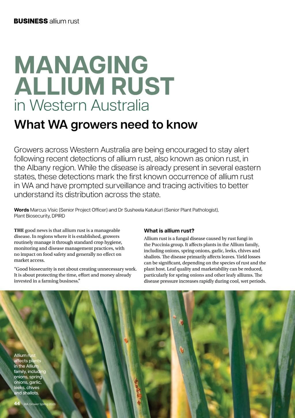 Managing allium rust in WA