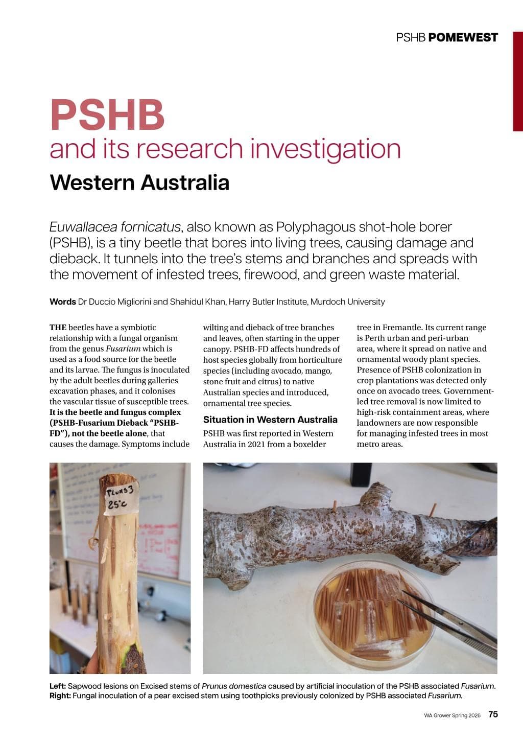 PSHB research investigation