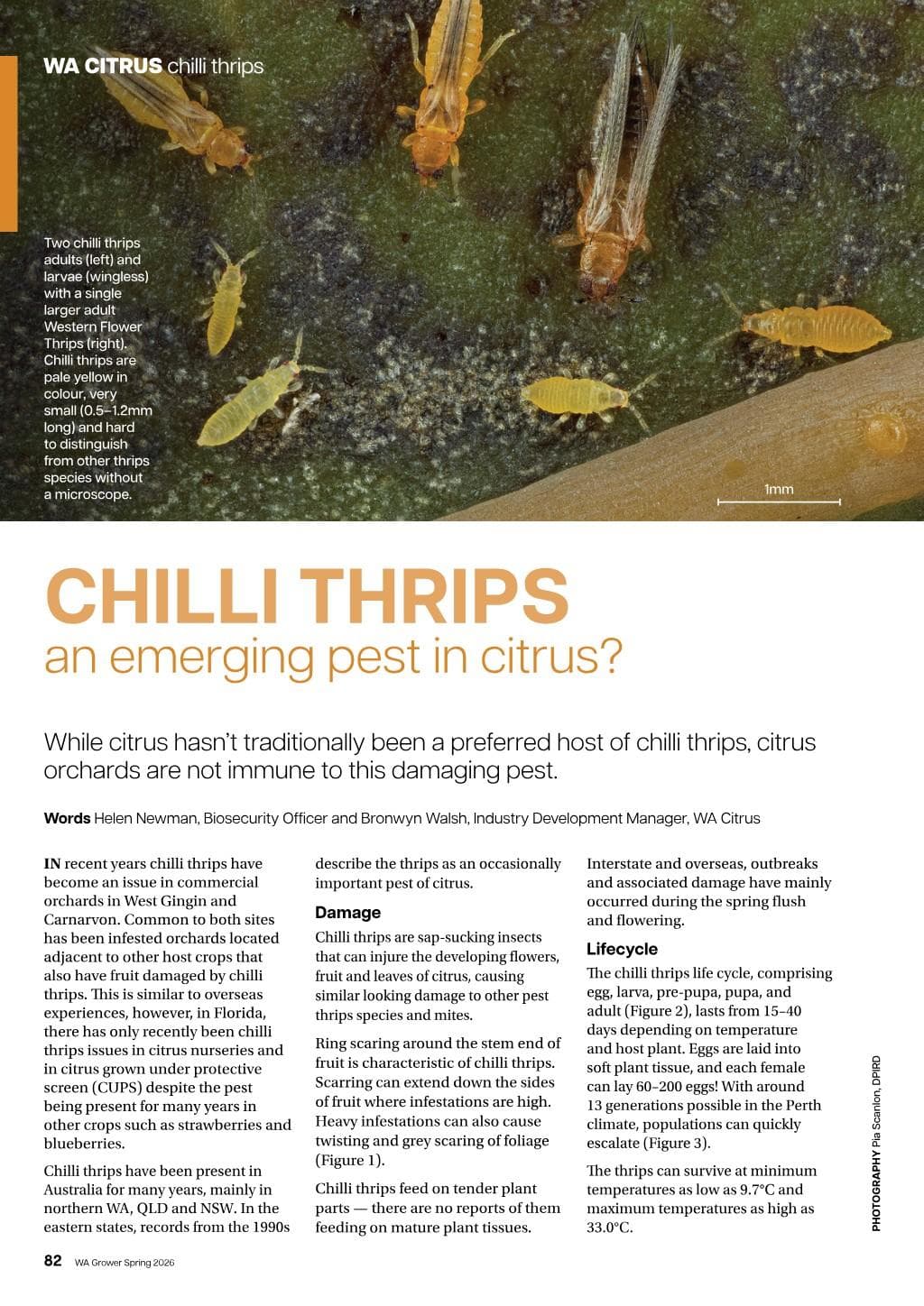 Chilli thrips: an emerging pest in citrus?