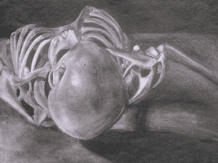 Art Career: Medical Illustrator