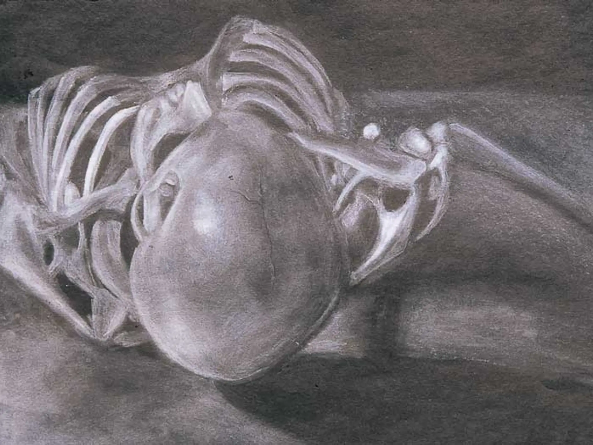 Art Career: Medical Illustrator