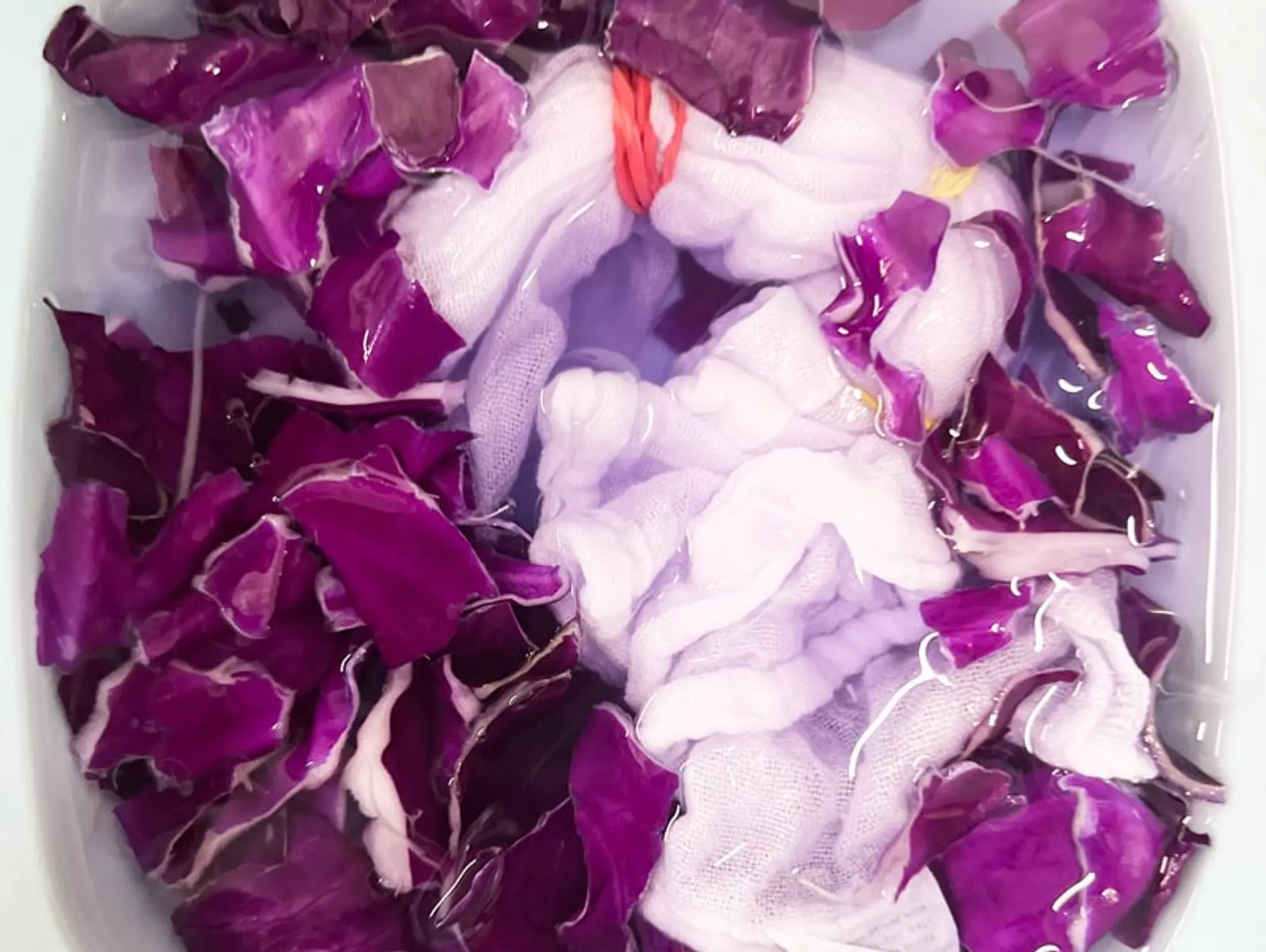 High School ClipCard | Plant-Based Dyes