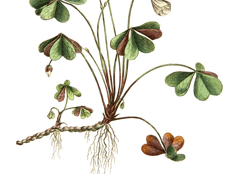 Art Career: Natural Science Illustration