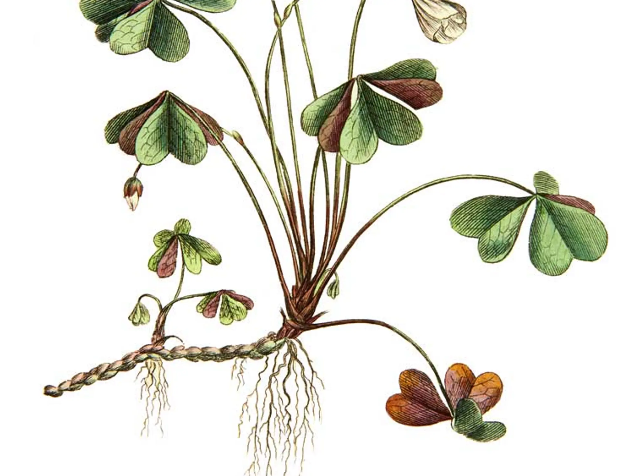 Art Career: Natural Science Illustration