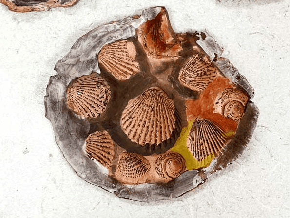 Early Childhood ClipCard: Clay Fossils