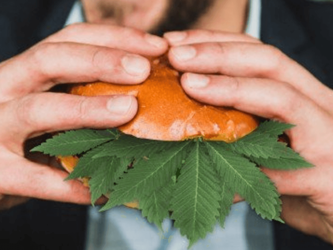 Debunking the Myth: Eating Raw Cannabis Gets You High