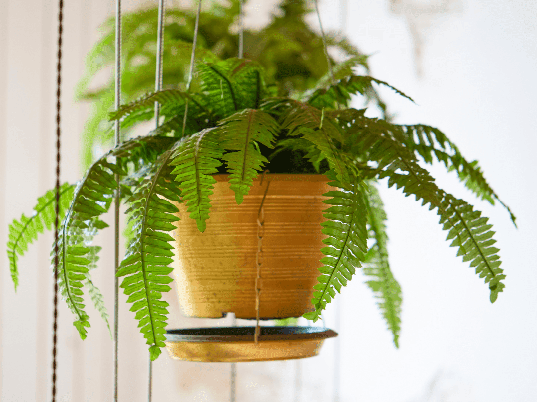 Bring the Outdoors In