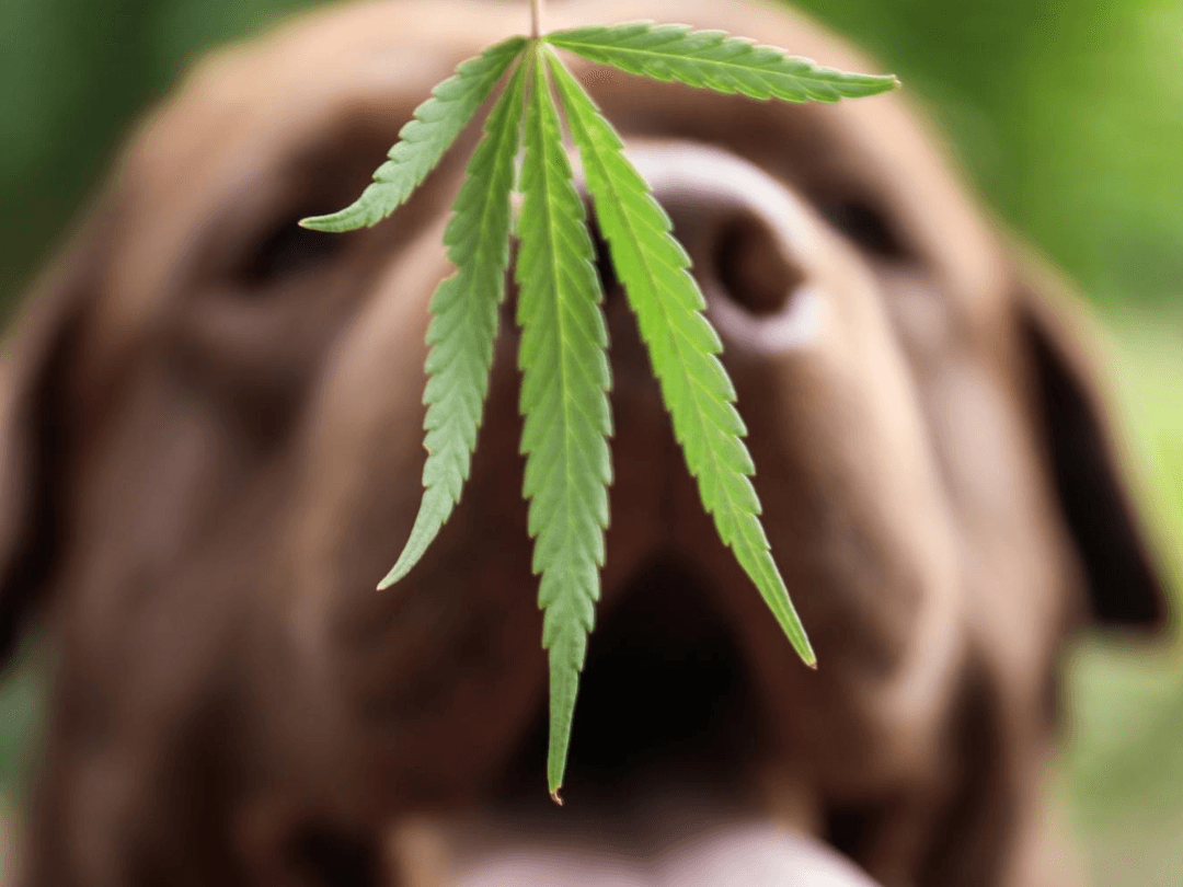 Is CBD Safe for Pets? A Look at the Risks and Benefits