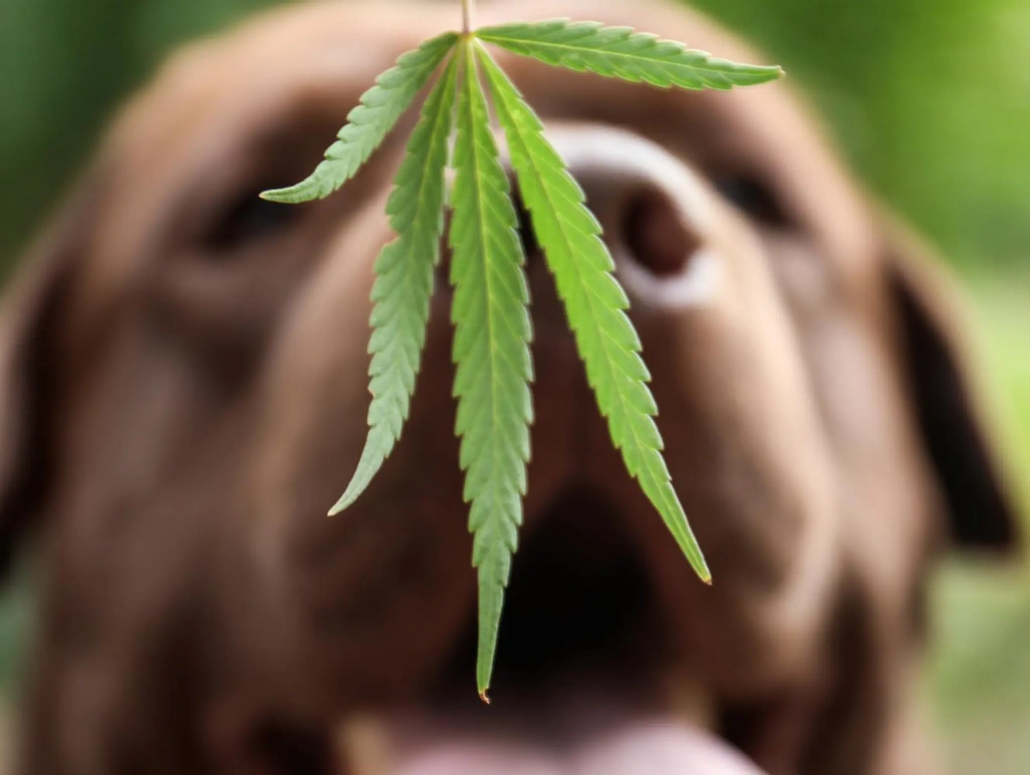 Is CBD Safe for Pets? A Look at the Risks and Benefits