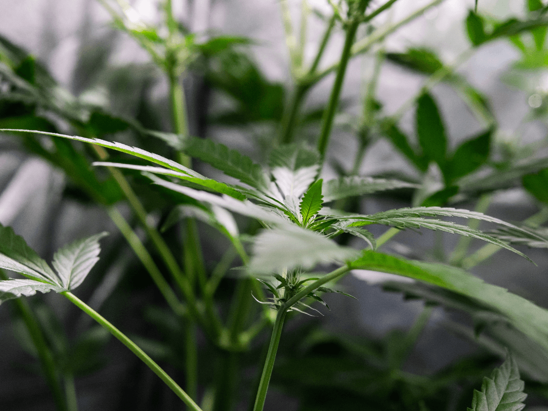 A Simple Guide to Cloning Cannabis 