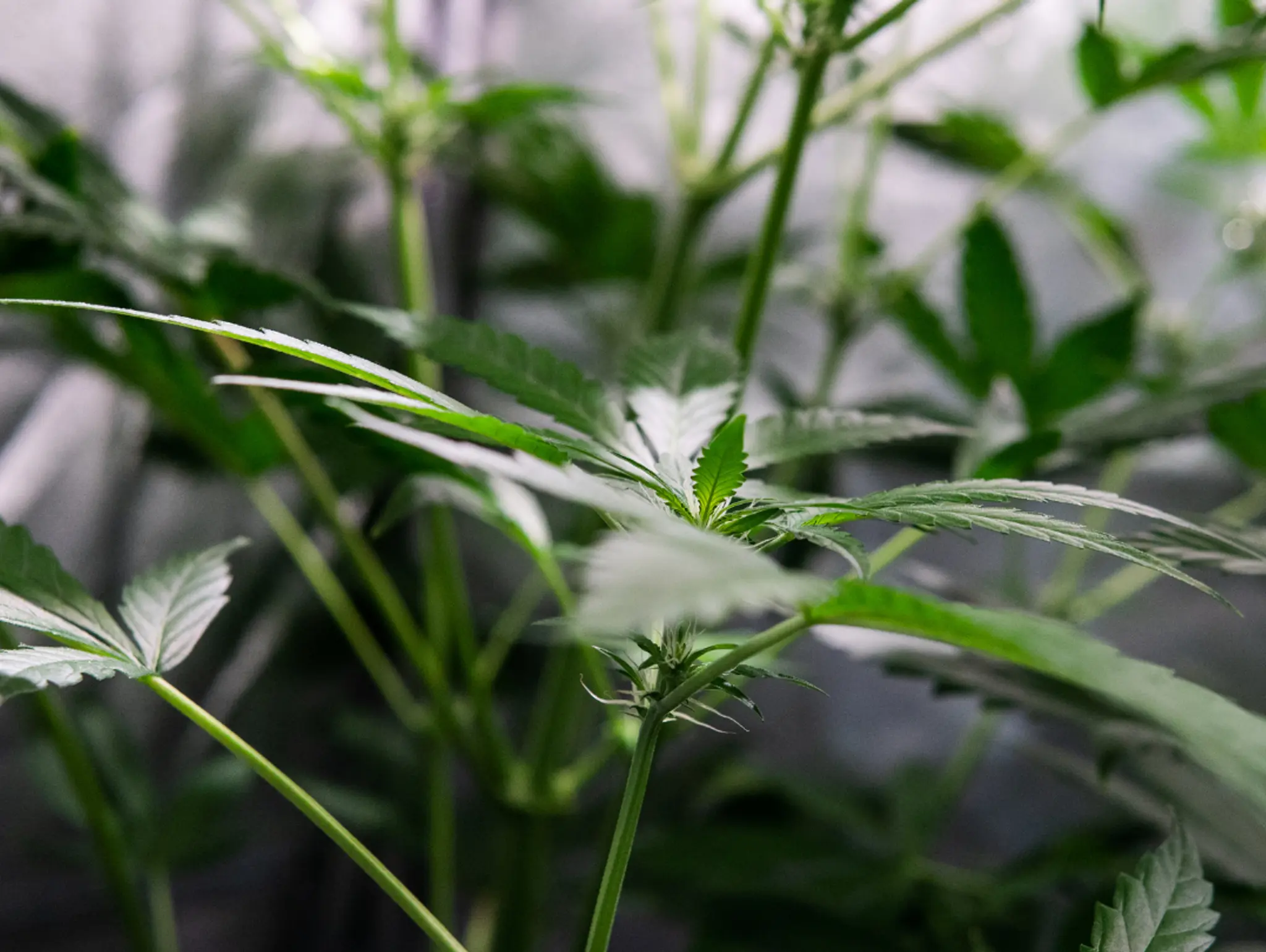 A Simple Guide to Cloning Cannabis