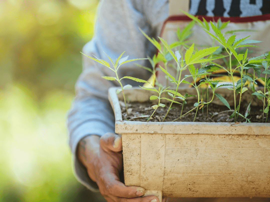 Cultivation for Beginners: A Comprehensive Starter Guide