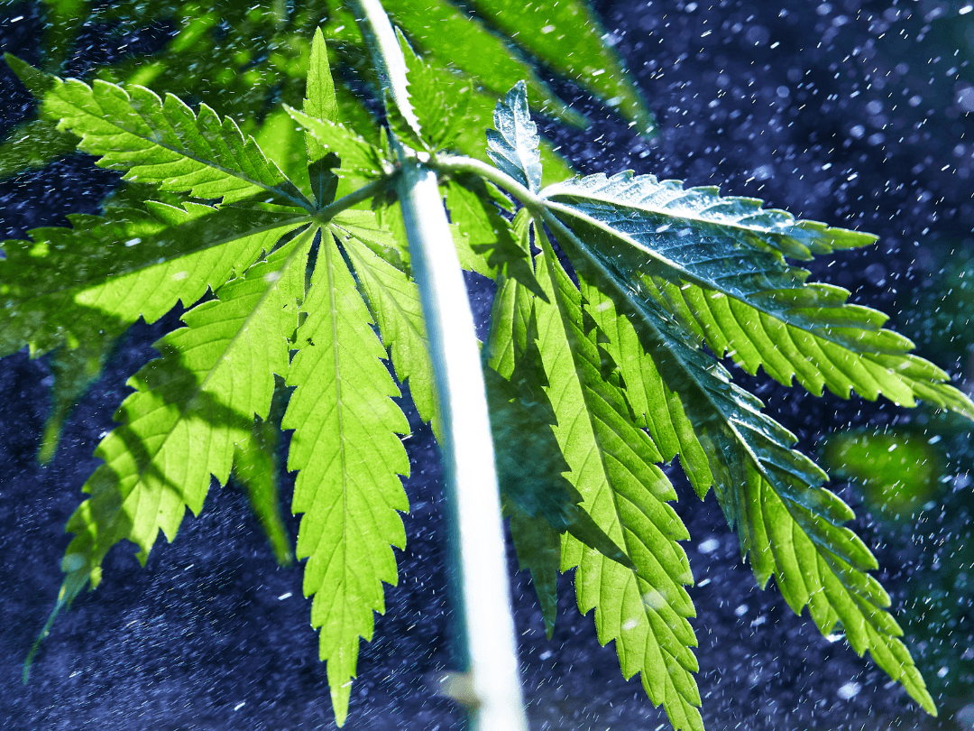 The Power of Cannabis Compounds