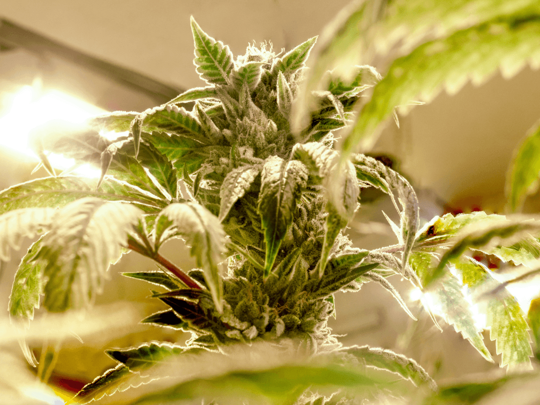 Indoor vs. Outdoor Cannabis: Pros and Cons