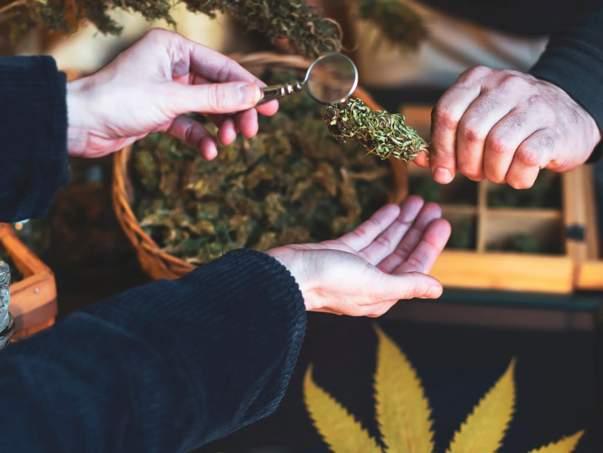 Raising the Bar: Focused Improvements for Cannabis Industry Success