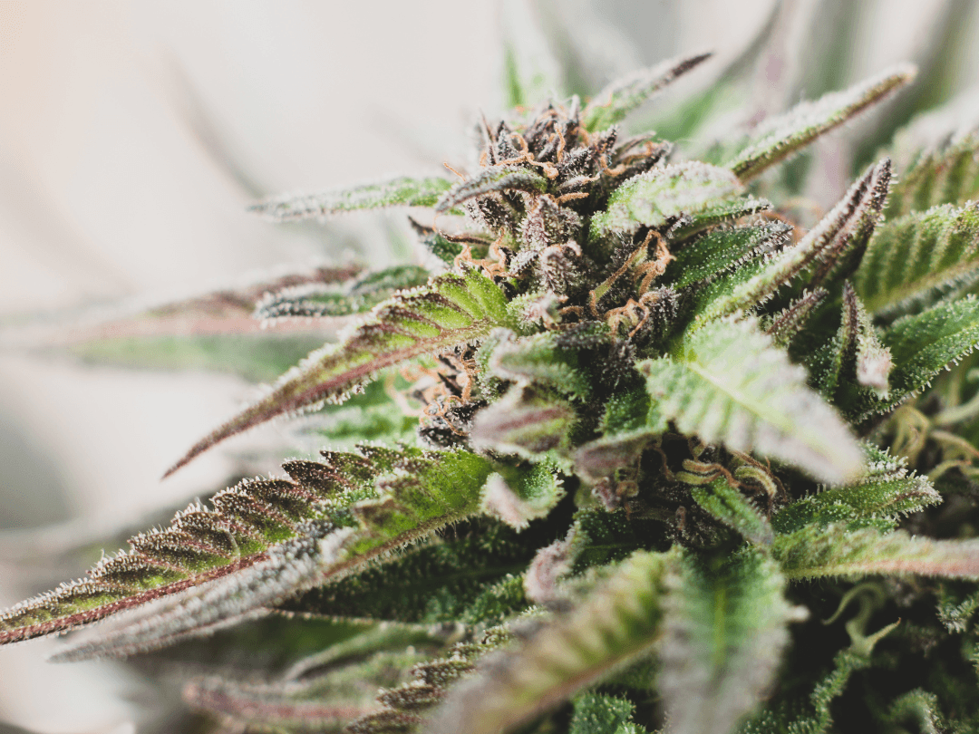 Kush Chronicles: A Flavorful History of Legendary Strains