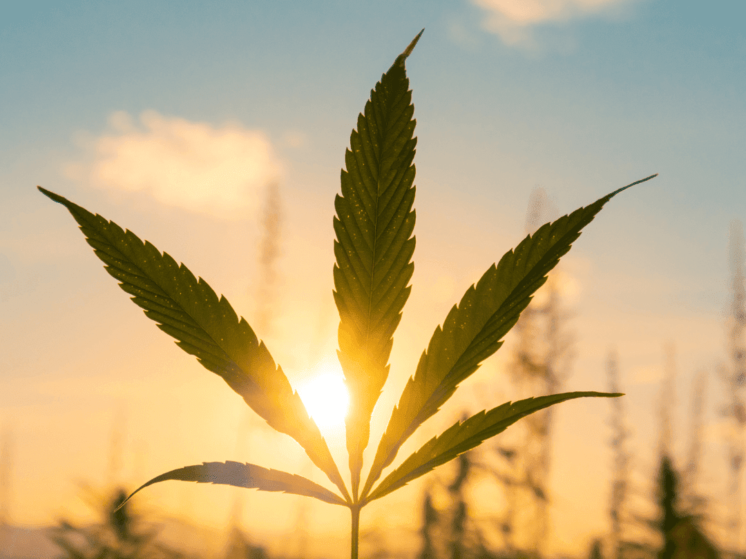 The Cannabis Dilemma