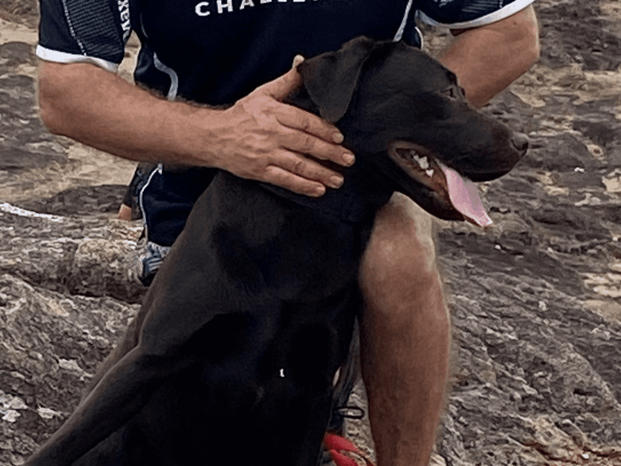 Who Let the Dog In? Are Therapy Dogs a Counsellor’s Best Friend?