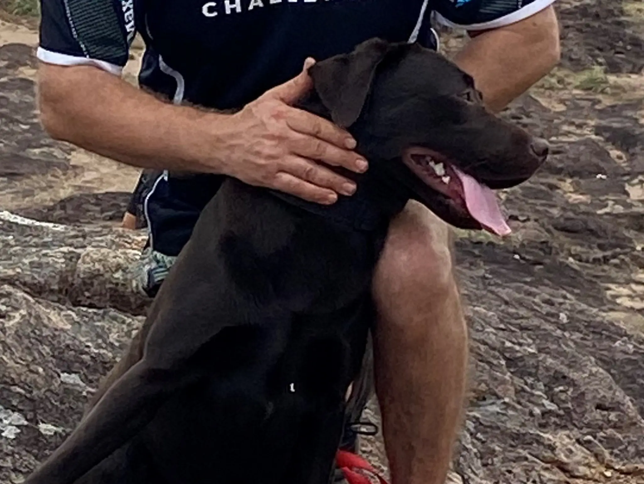 Who Let the Dog In? Are Therapy Dogs a Counsellor’s Best Friend?