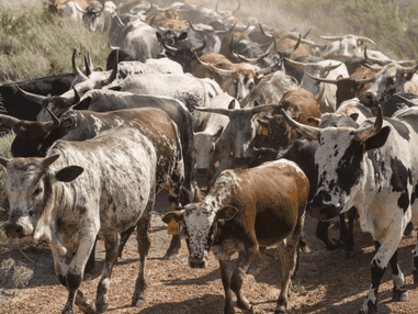 15. Waliwe eselungiselela ukushada