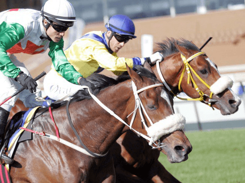 23. Amahhashi - Durbanville - 14 February 2026