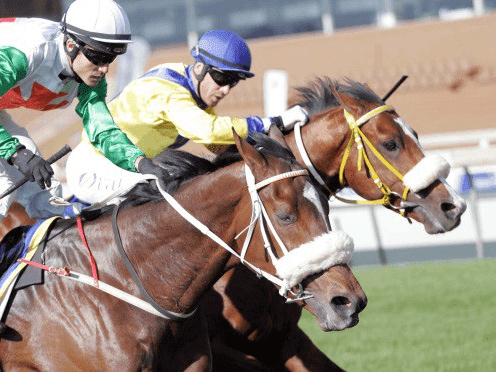 24. Amahhashi - Scottsville - 15 March 2026