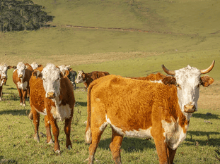 15. AbaKhwanazi bebeyoxolisa eNdlunkulu kaZulu