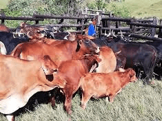 05. Odilikajele kowabulala izelamani edoba isihlobo sazo ayesisola ngokweba imfuyo