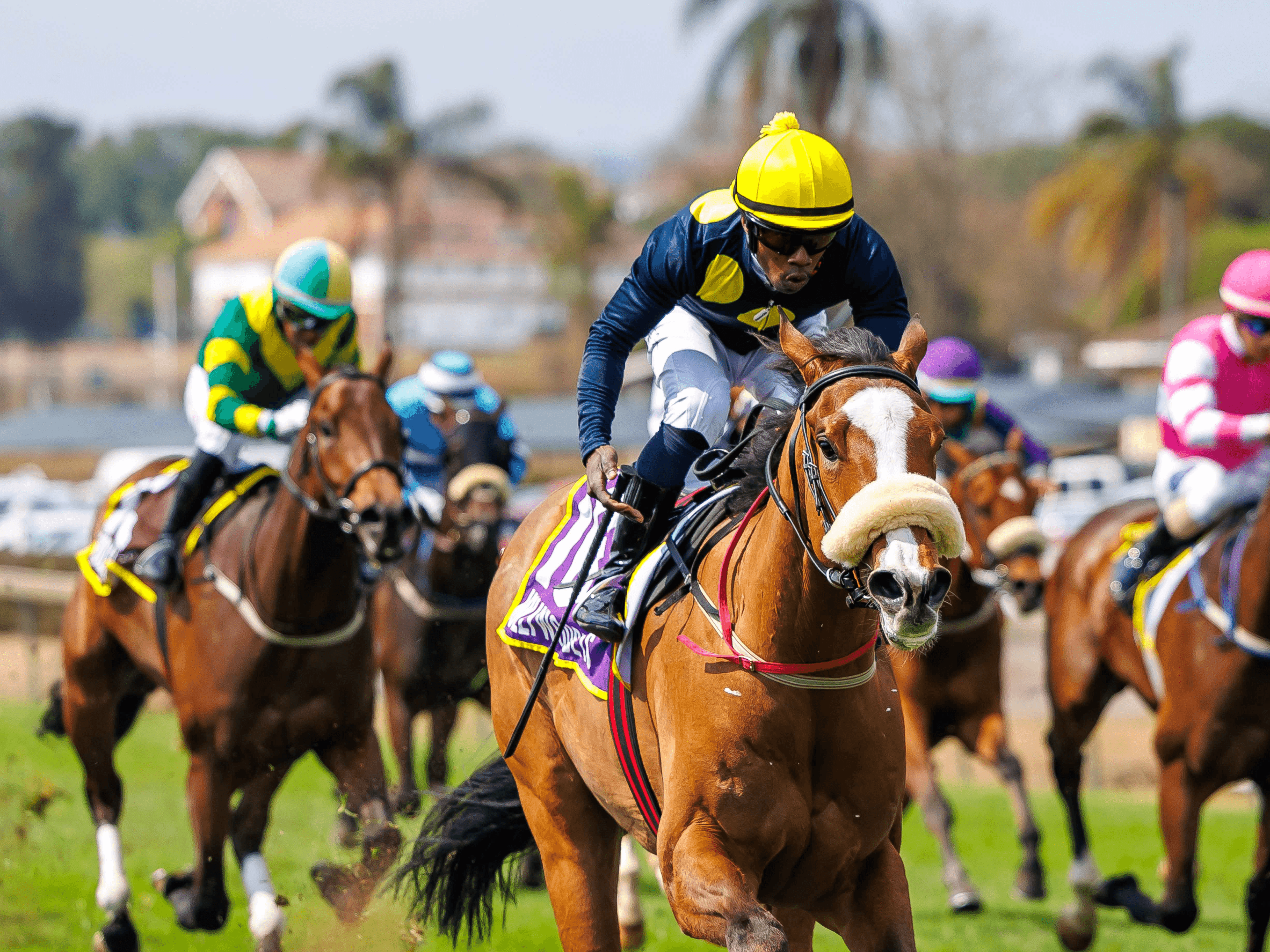 16.2. Amahhashi - 18 May Hollywoodbets Scottsville 