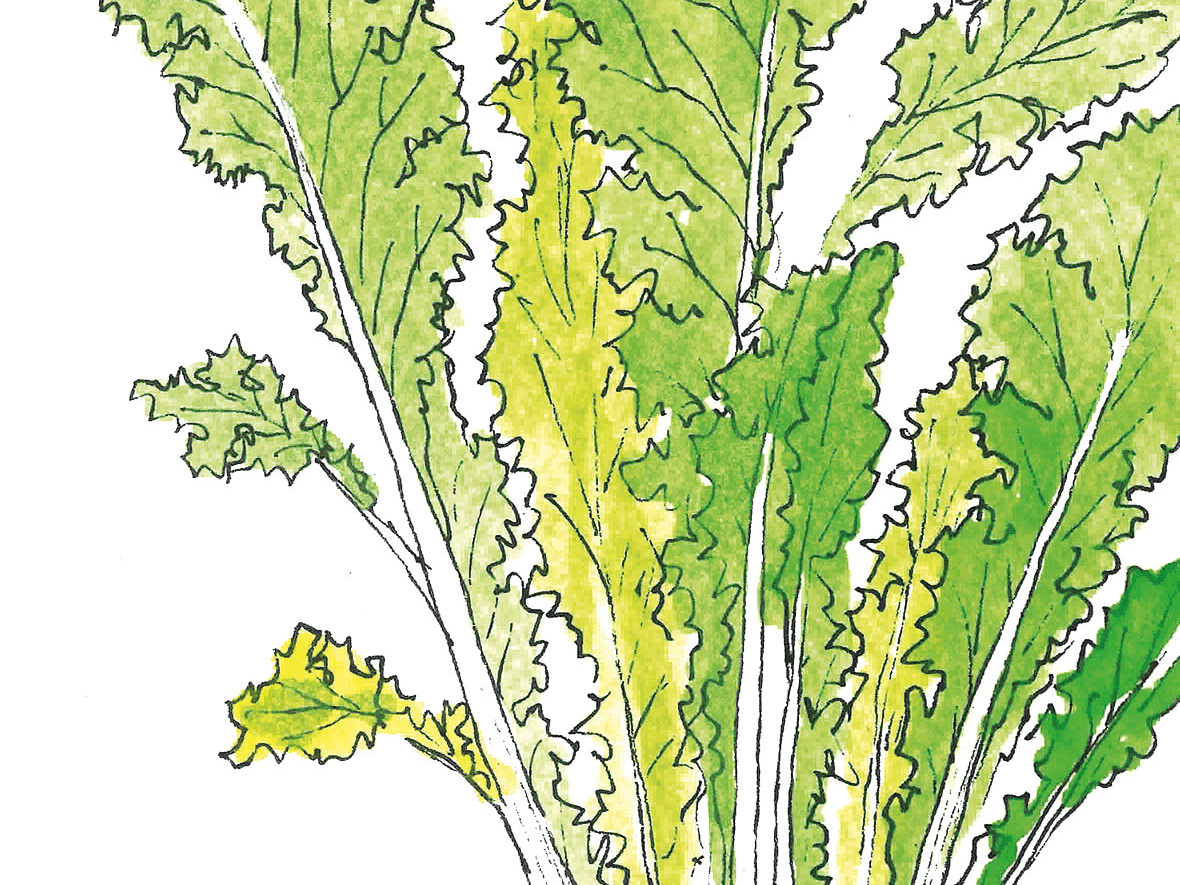 479 ท้ายครัว จอผักกาดหิ่น รสชาติของ “ขั้นกว่า”