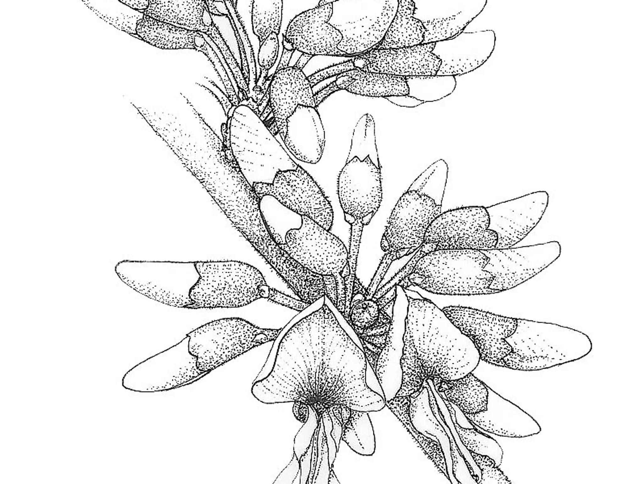 ลองอ่าน 482 จาก “นักวิทย์” สู่ “นักวาด” Botanical Illustration