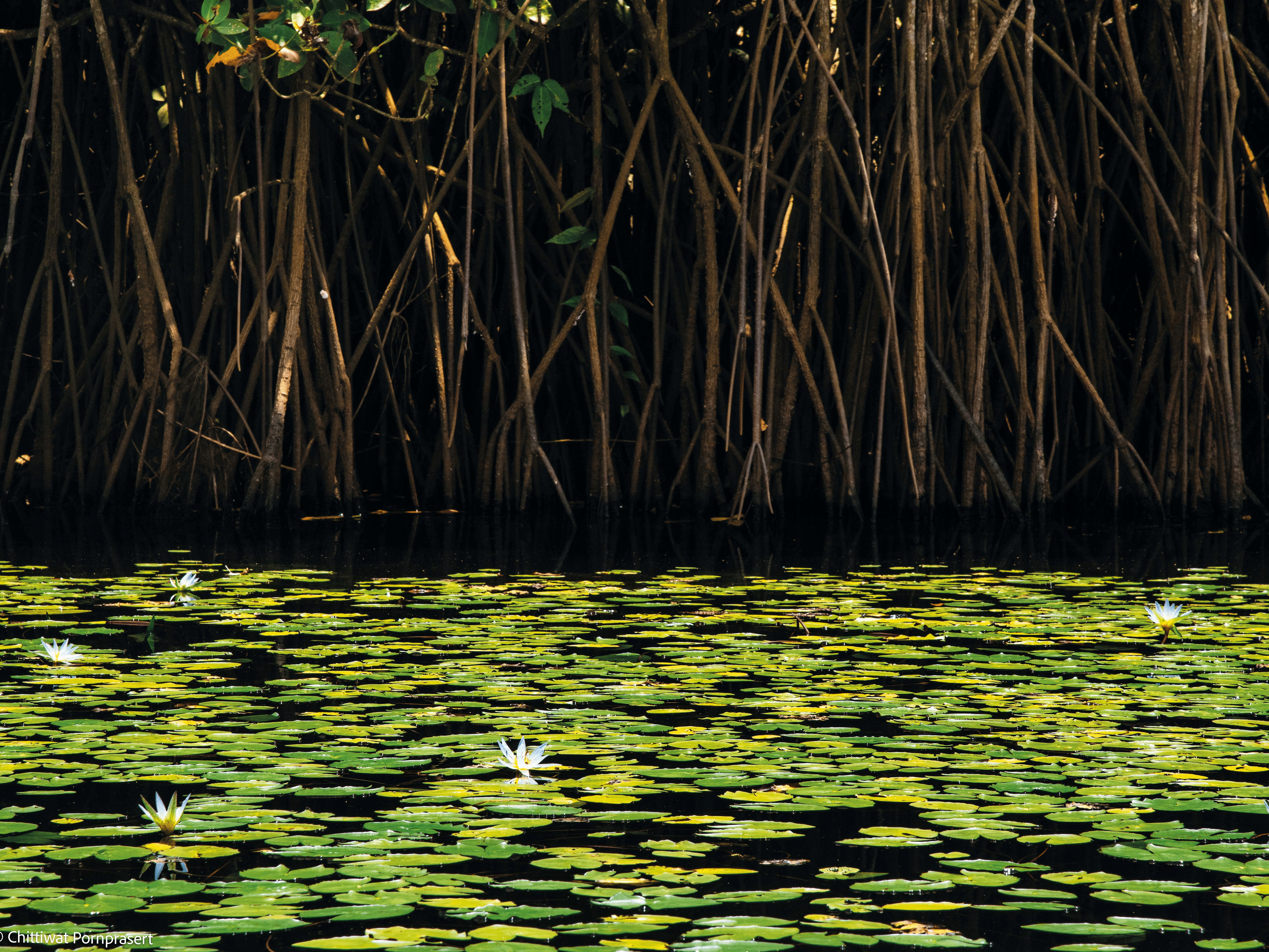 487 โกงกางน้ำจืด ทะเลสาบสงขลา 