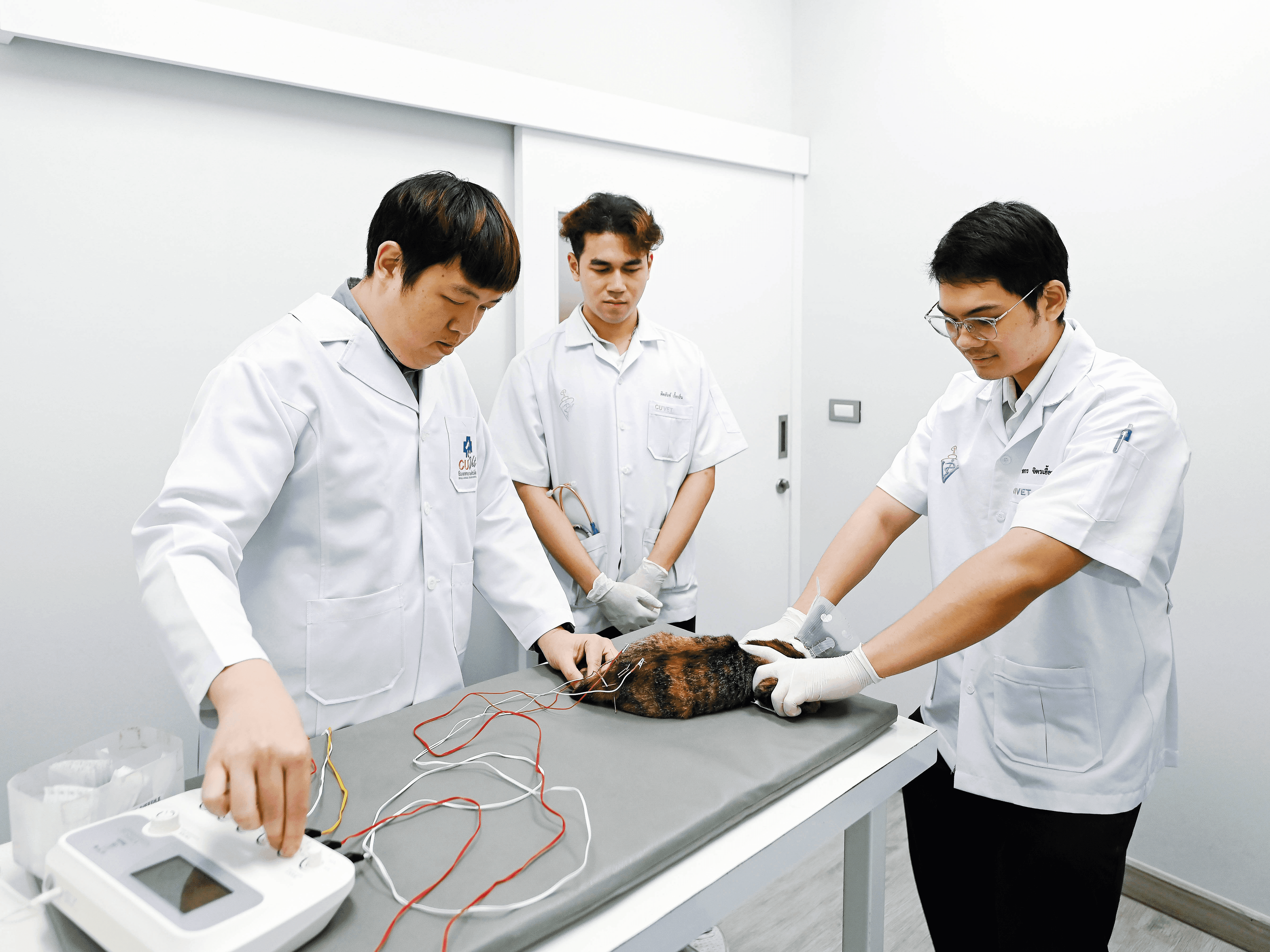 ลองอ่าน 470 ฝังเข็ม ศาสตร์การแพทย์โบราณ สู่เทรนด์รักษาเจ้าเหมียว