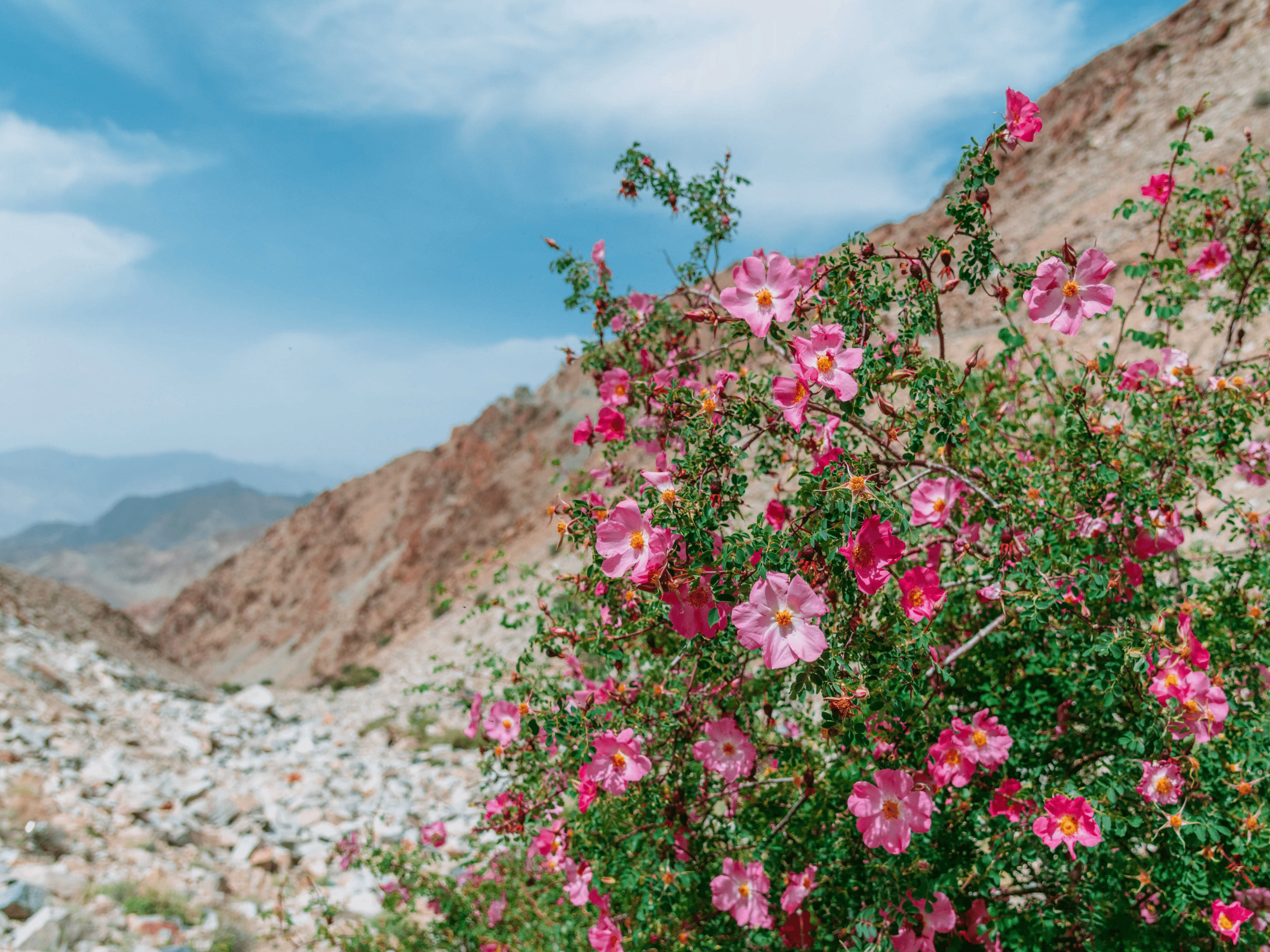 488 ธรรมชาติ ทํามาโชว์ กุหลาบมัทนะพาธา