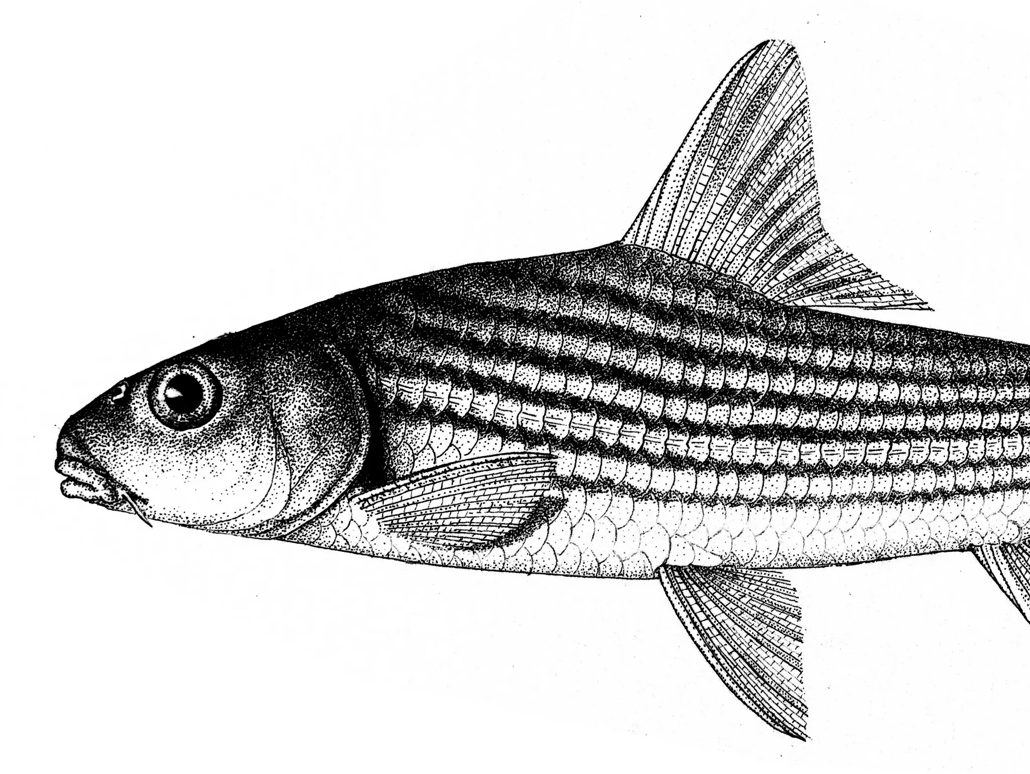 ลองอ่าน 479 ปลาไทย ใกล้สูญพันธุ์ ~ สูญพันธุ์แล้ว