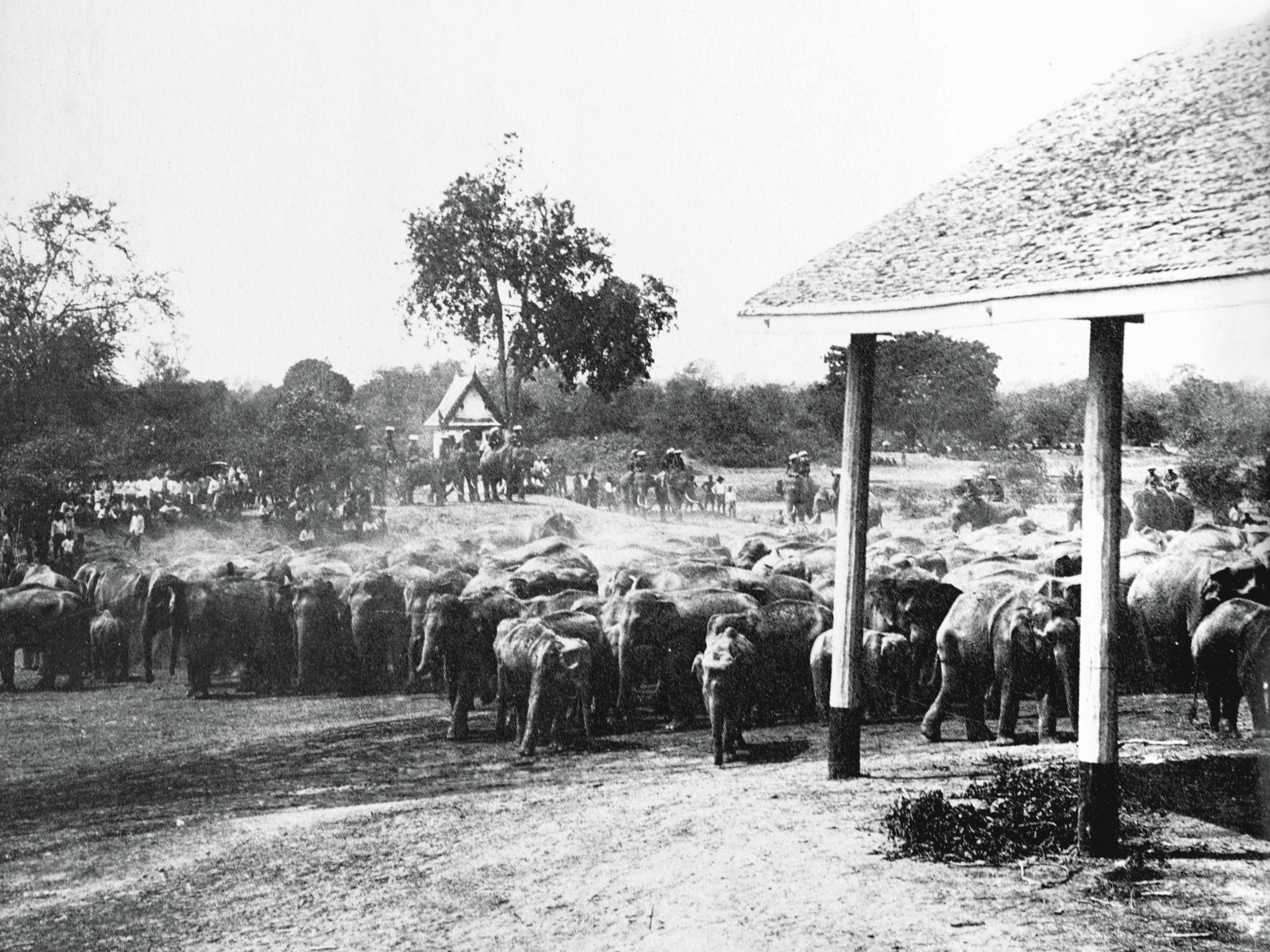 492 Thai Wildlife  Photographers ช่างภาพสัตว์ป่าเมืองไทย