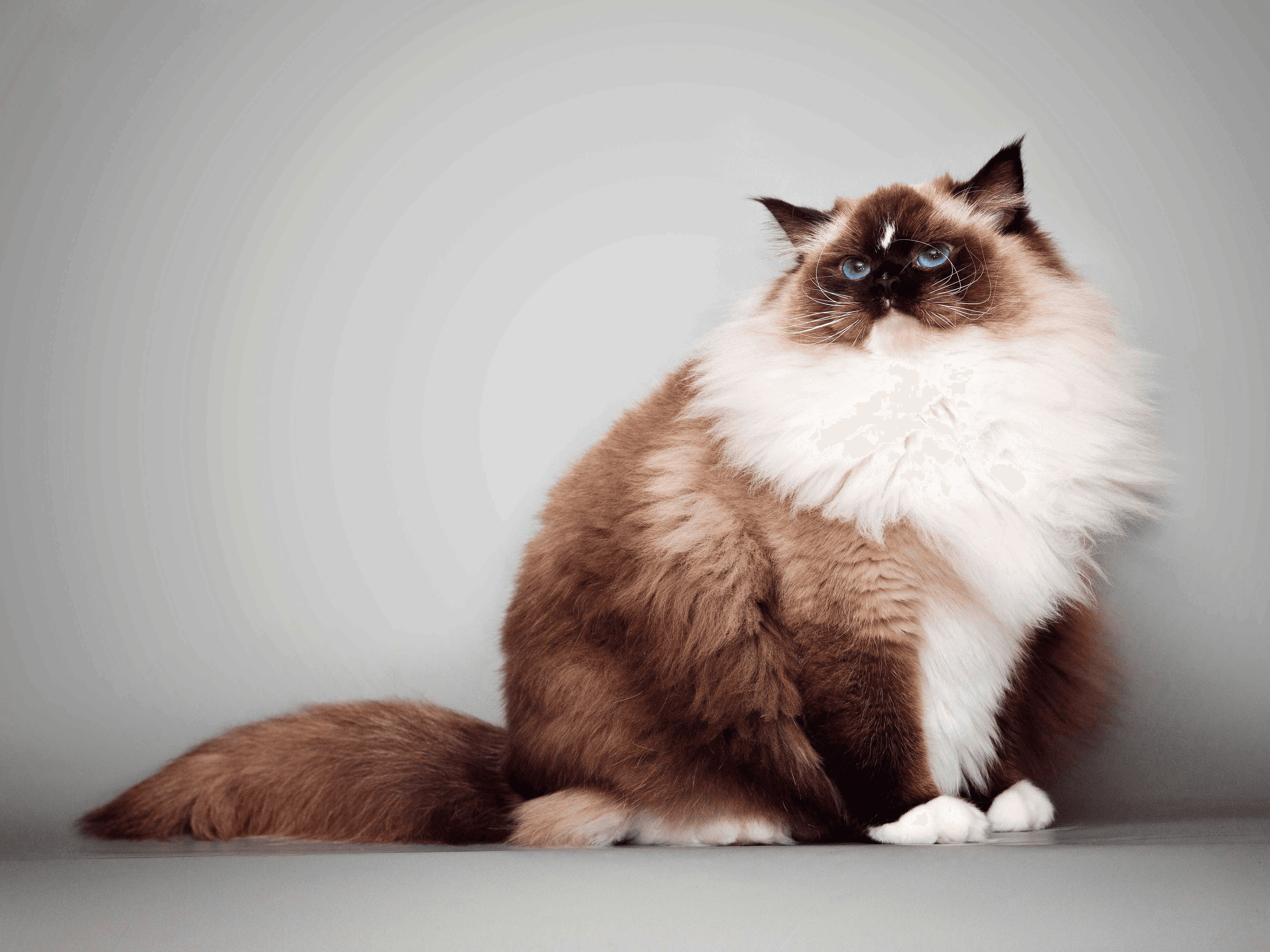 ลองอ่าน 470 Top 10 Cats  10 อันดับ “เจ้านาย” สายพันธุ์ยอดฮิต