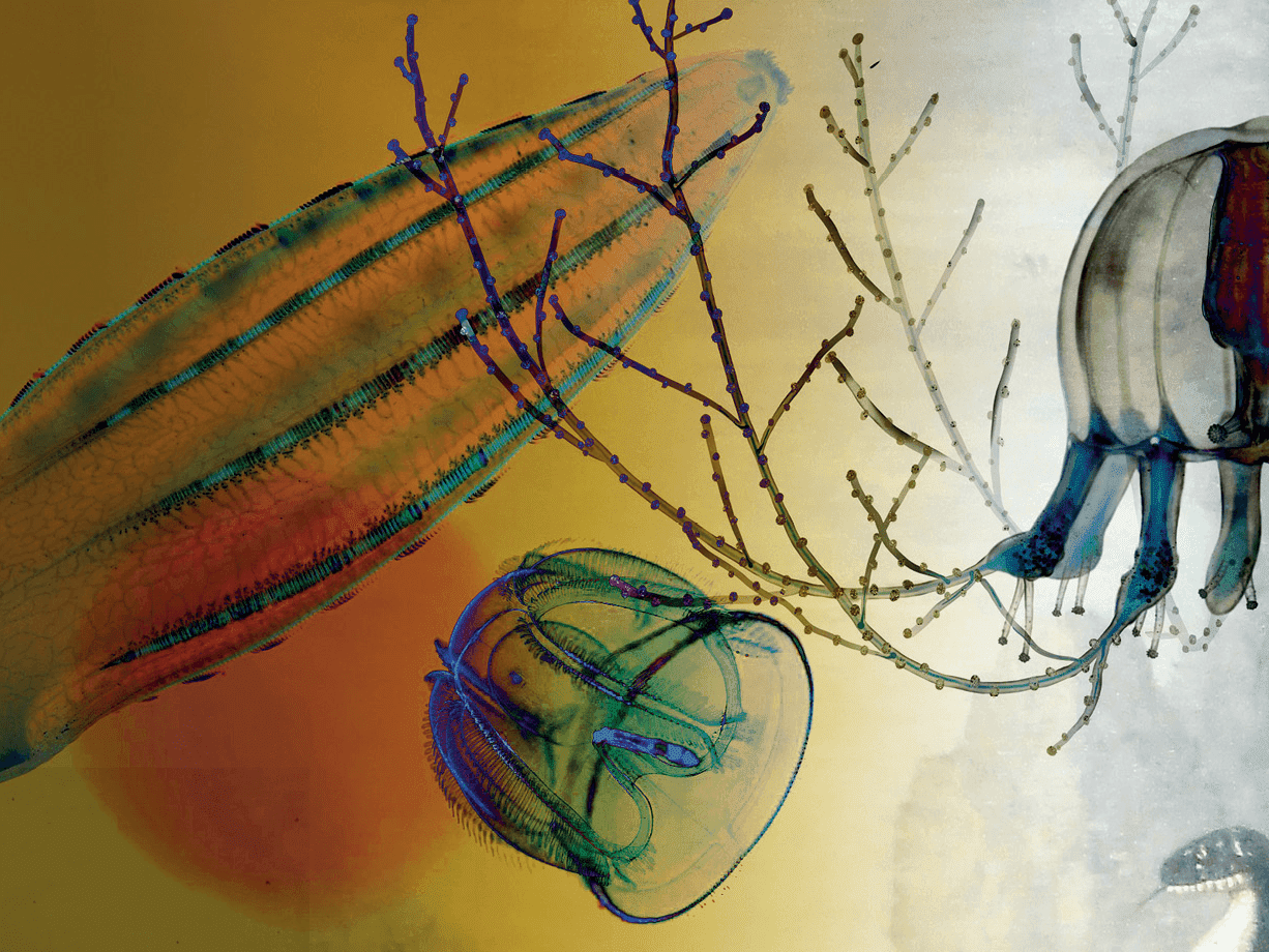 484 วิทย์คิดไม่ถึง ซูเปอร์พาวเวอร์ รวมร่างในสัตว์