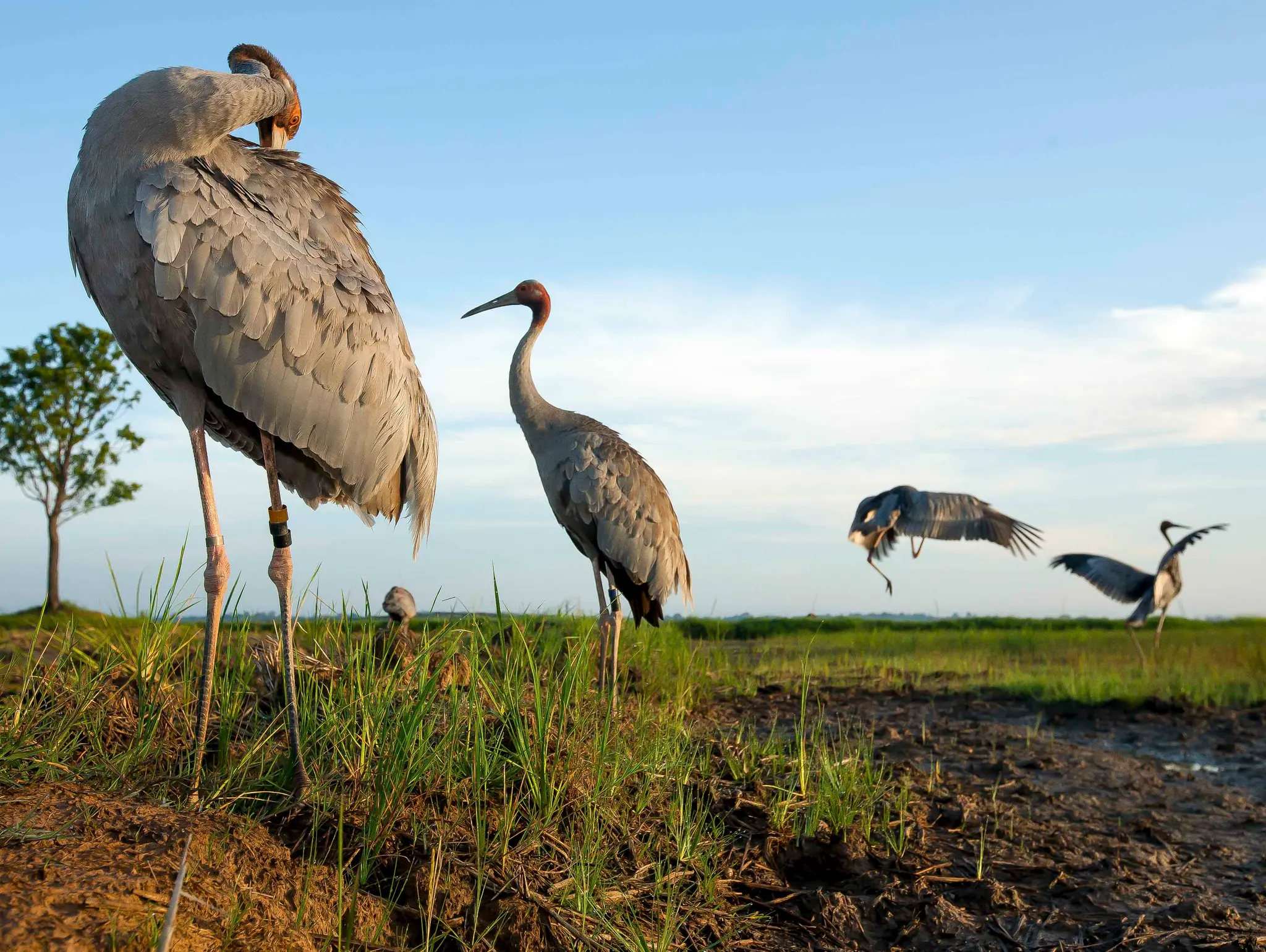 473 ทุ่งนาอินทรีย์กับ นกกระเรียนพันธุ์ไทย การกลับมาของนกตัวใหญ่ที่สูญพันธุ์ไปแล้ว