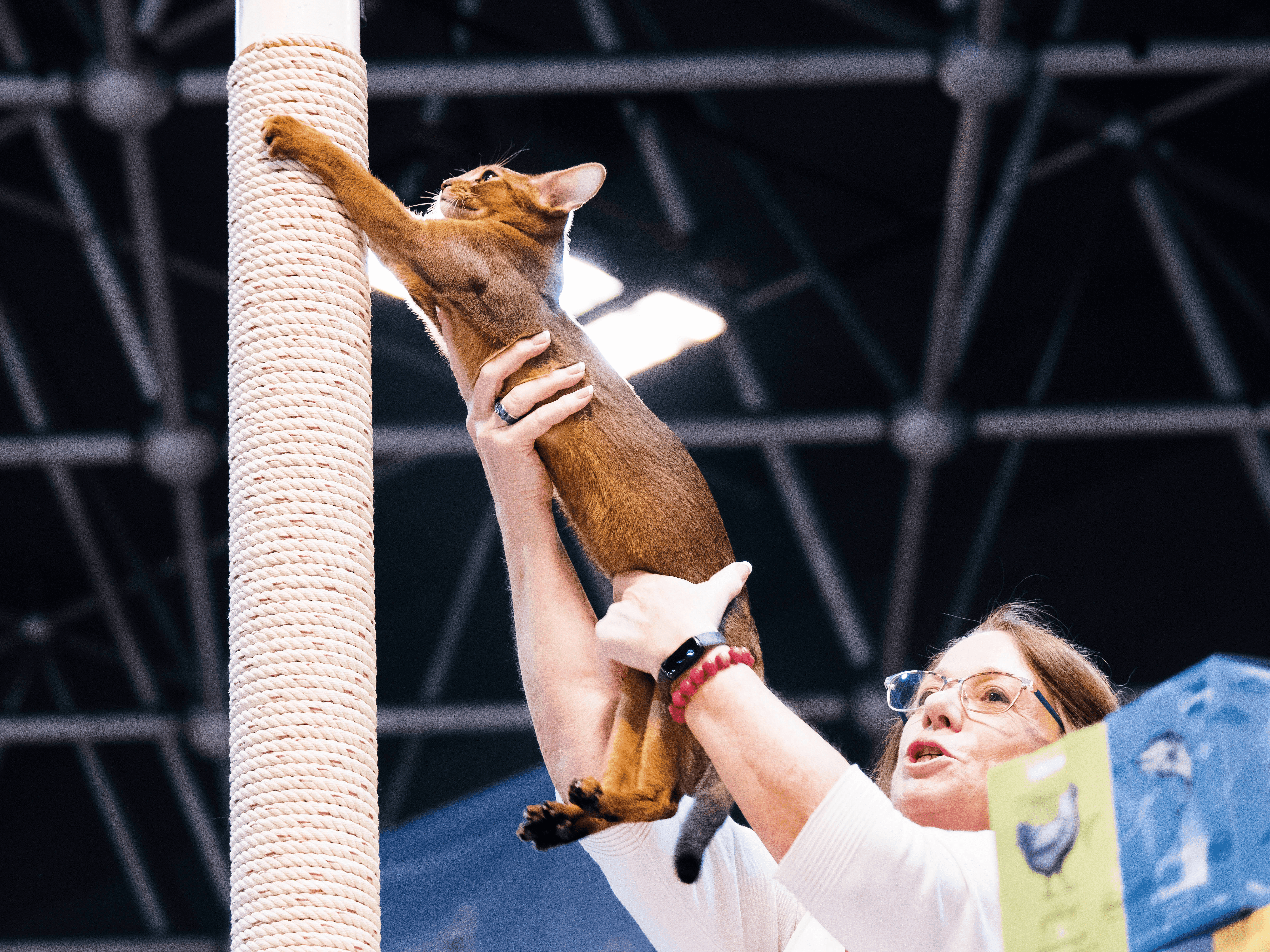 ลองอ่าน 470 เสียงแมว บรีดเดอร์ กรรมการ และสมาคมแมว คนไทยบนเวทีประกวดแมวโลก EP.1